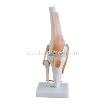 Articulación de rodilla de tamaño real